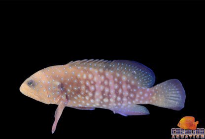 Grouper - Bluespotted Hind Md