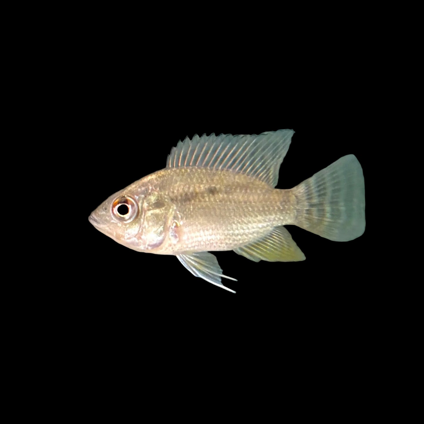 Cichlid - Chaetobranchopsis orbicularis 2in