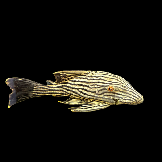 Pleco - Royal L-190 Med