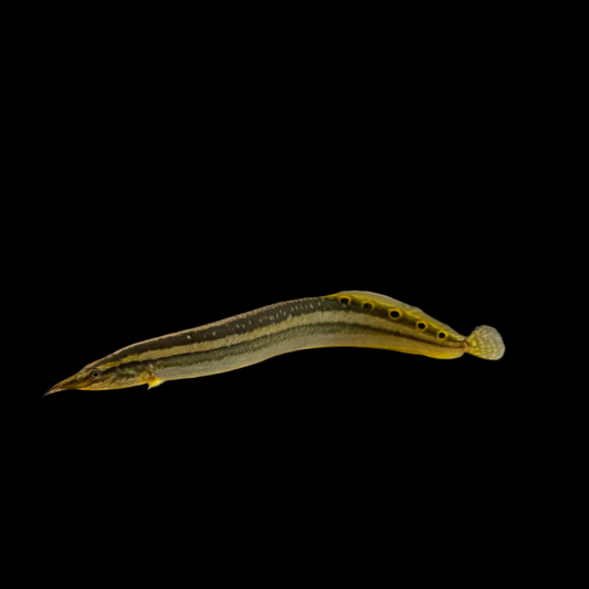 Misc - Eel Indian Peacock 5-6in