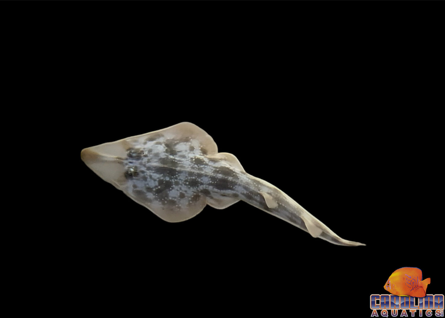 Guitarfish - Atlantic XL