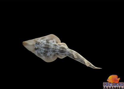 Guitarfish - Atlantic XL