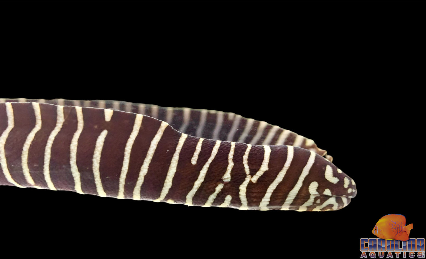 Eel - Zebra XL