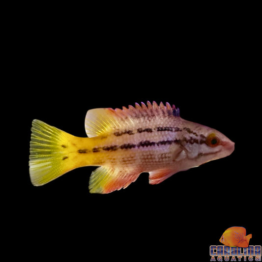 Hogfish - Mexican Juv