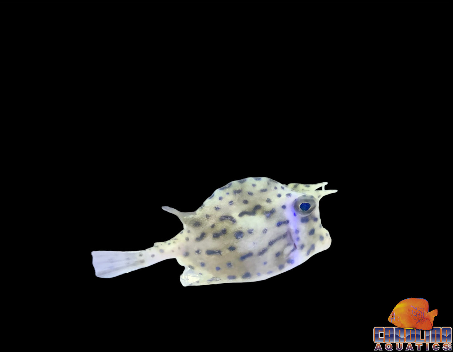 Cowfish - Scrawled Md