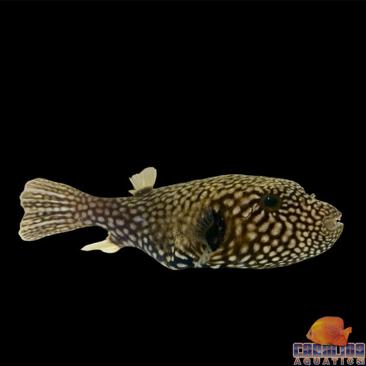Puffer - Dogface Mappa