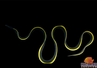 Eel - Ribbon Black