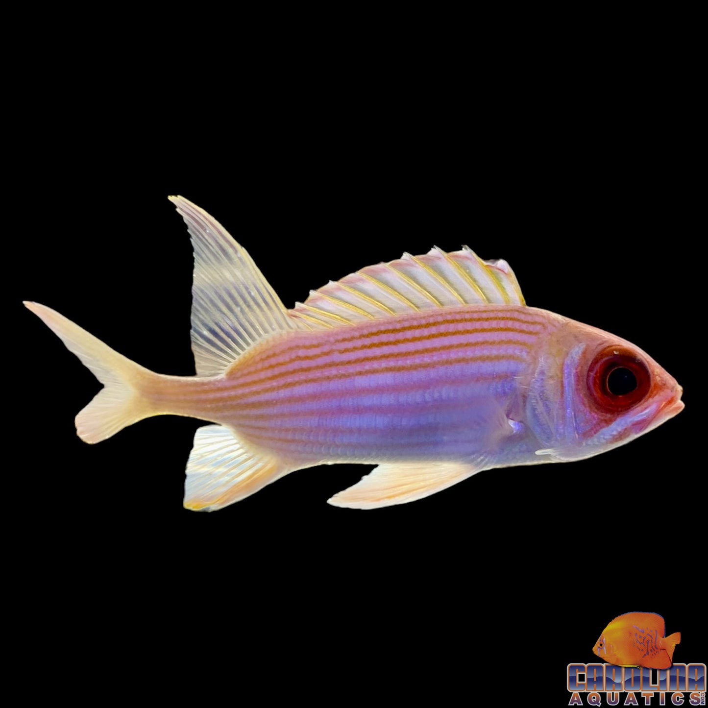 Squirrelfish Longspine Med