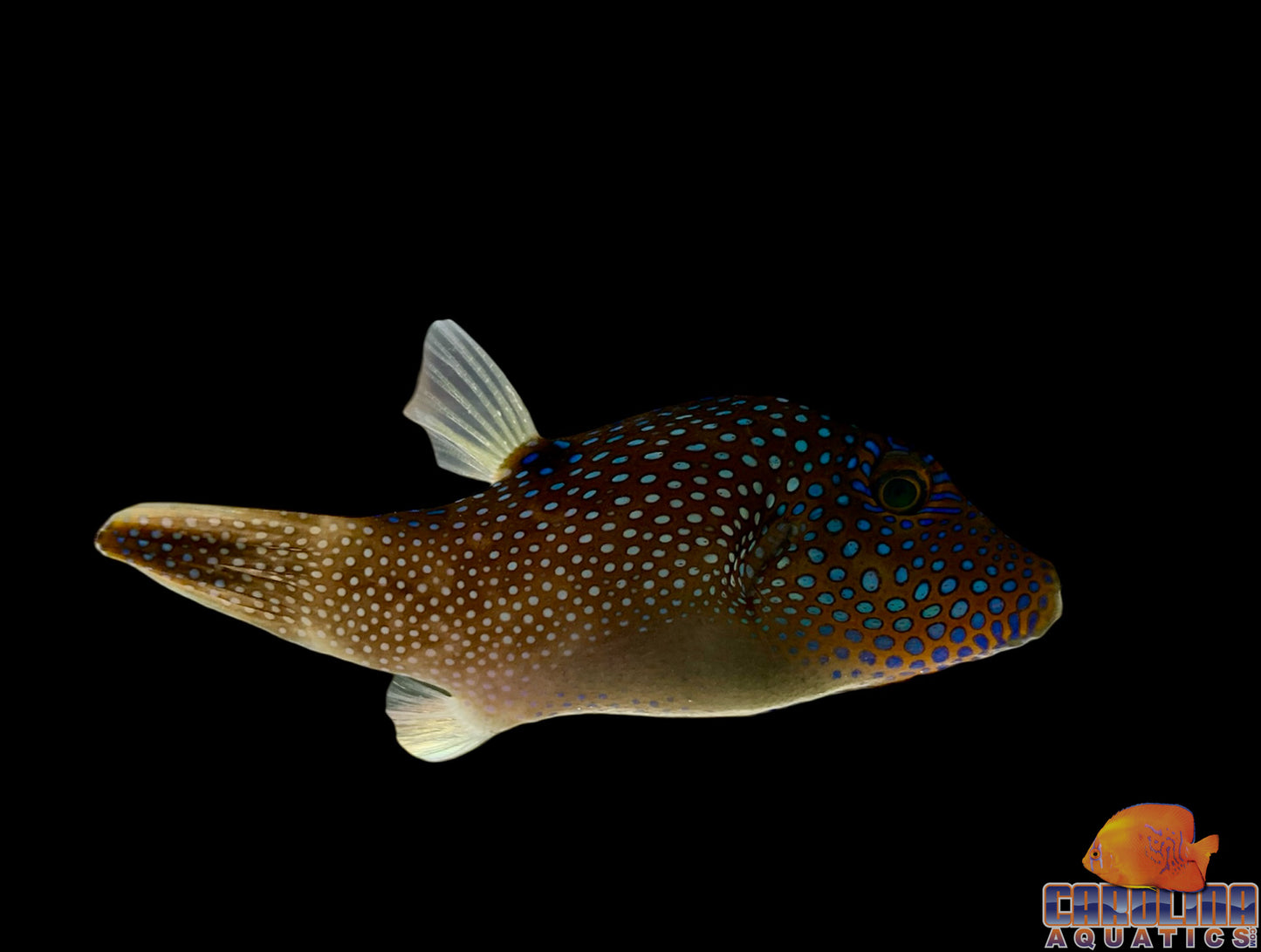 Puffer - Blue Spotted Sharpnose