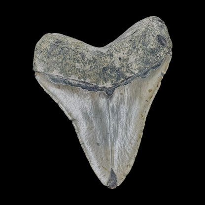 Megalodon Tooth