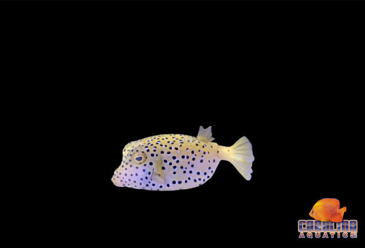 Boxfish - Yellow Med