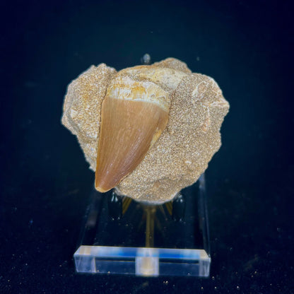 Mosasaur Tooth Fossil in Matrix