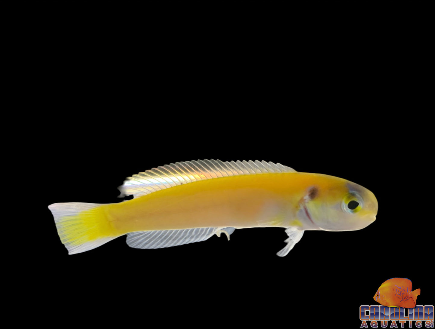 Tilefish - Yellow Tiny