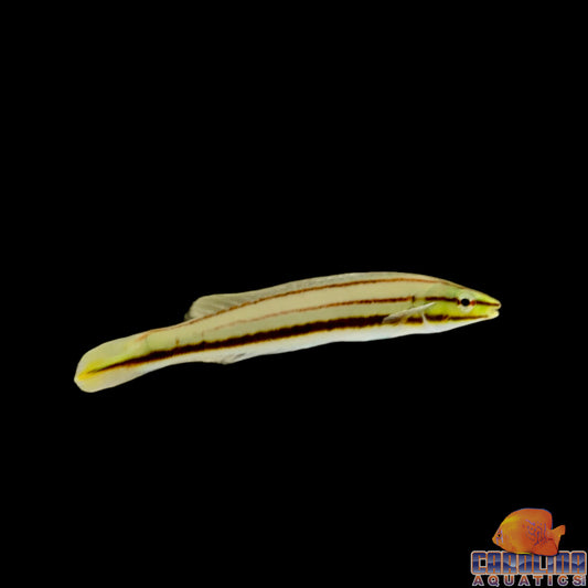 Wrasse - Orange Pencil