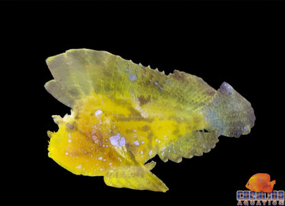 Scorpionfish - Leaf