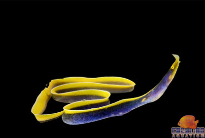 Eel - Ribbon Blue