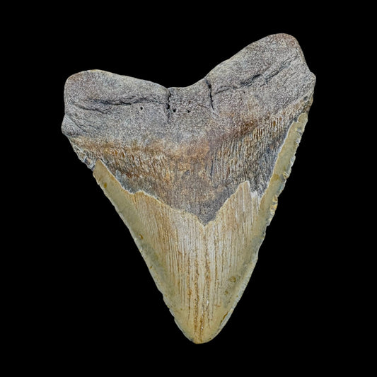 Megalodon Tooth