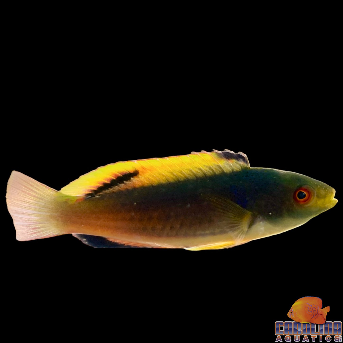 Wrasse - Scott’s Fairy