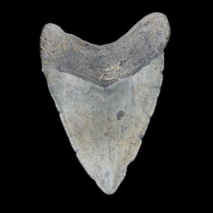 Megalodon Tooth