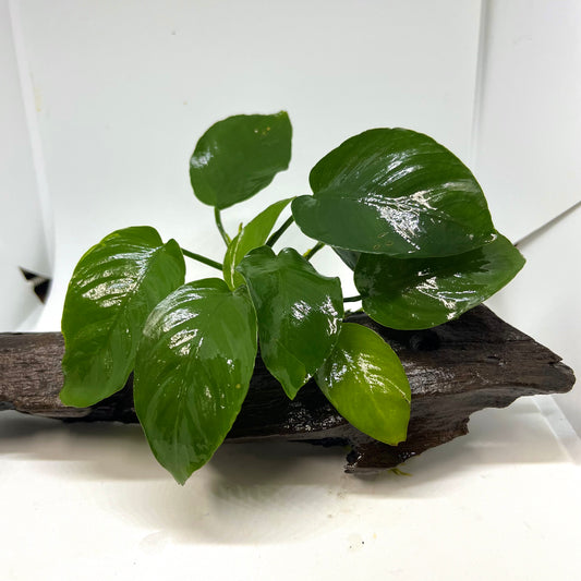 Barteri V. Round Leaf on Driftwood