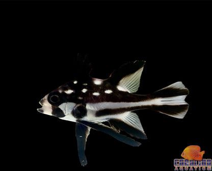 Snapper - Macolor