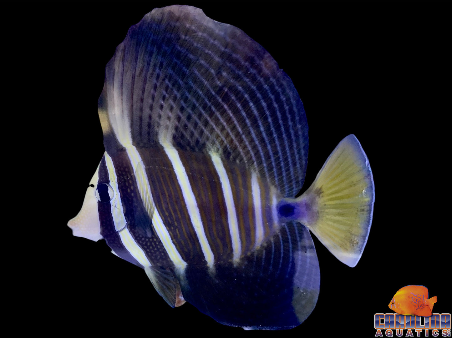 Tang - Sailfin Lg