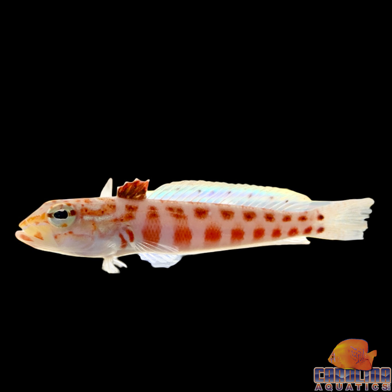 Sandperch - Red Spotted