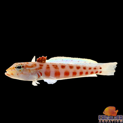 Sandperch - Red Spotted
