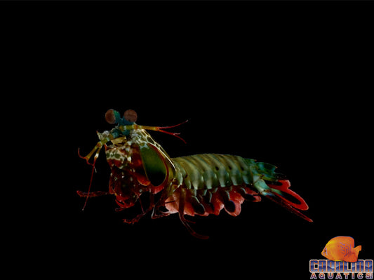 Shrimp - Peacock Mantis