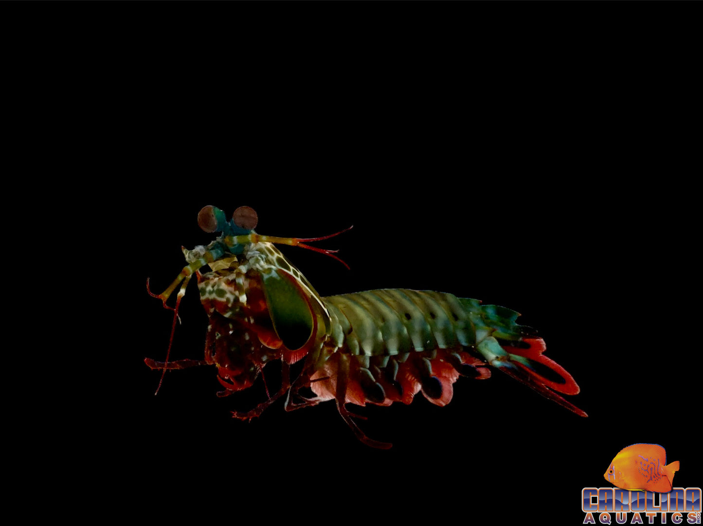 Shrimp - Peacock Mantis