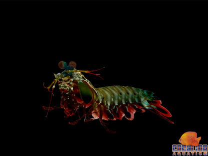Shrimp - Peacock Mantis