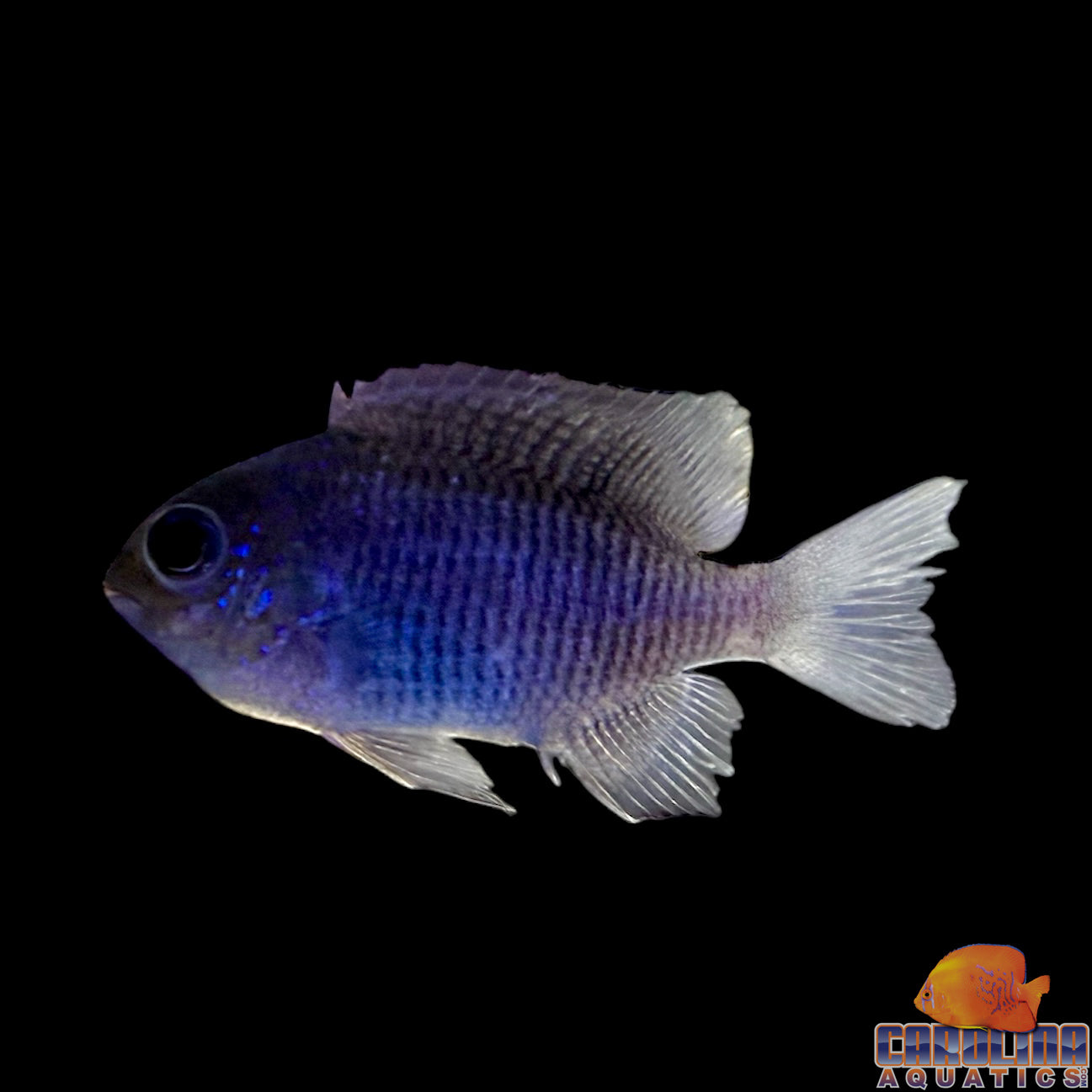 Weekly Specials – Carolina Aquatics