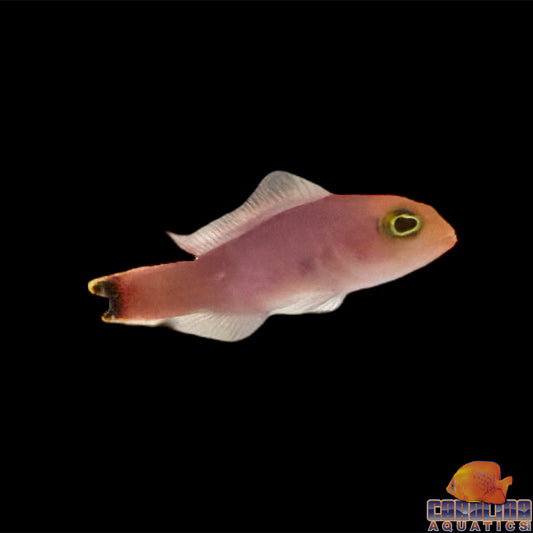 Dottyback - Elongated