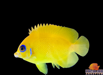 Angel - Lemon Peel Fiji
