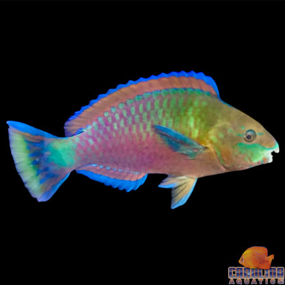 Parrotfish - Quoyi XL