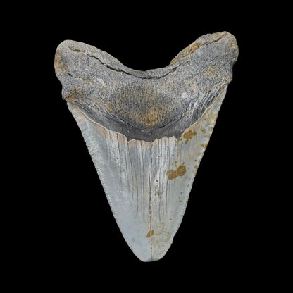 Megalodon Tooth