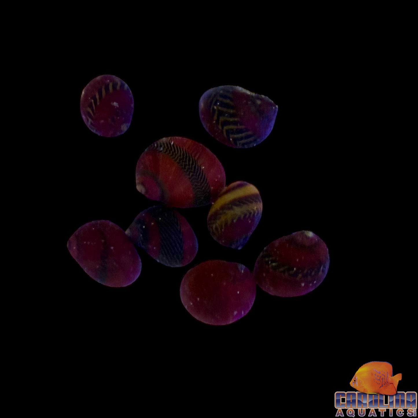 Snail - Nerite Red Racer Saltwater