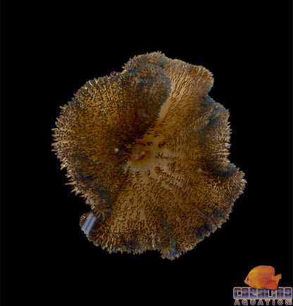 Anemone - Carpet Gigantea Blue XL