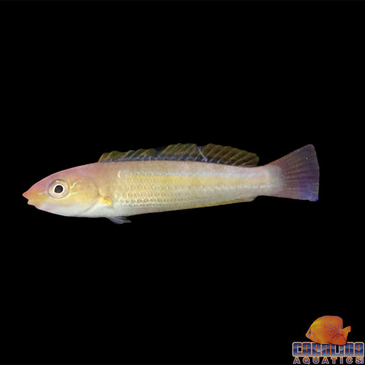 Wrasse - Chameleon Juv