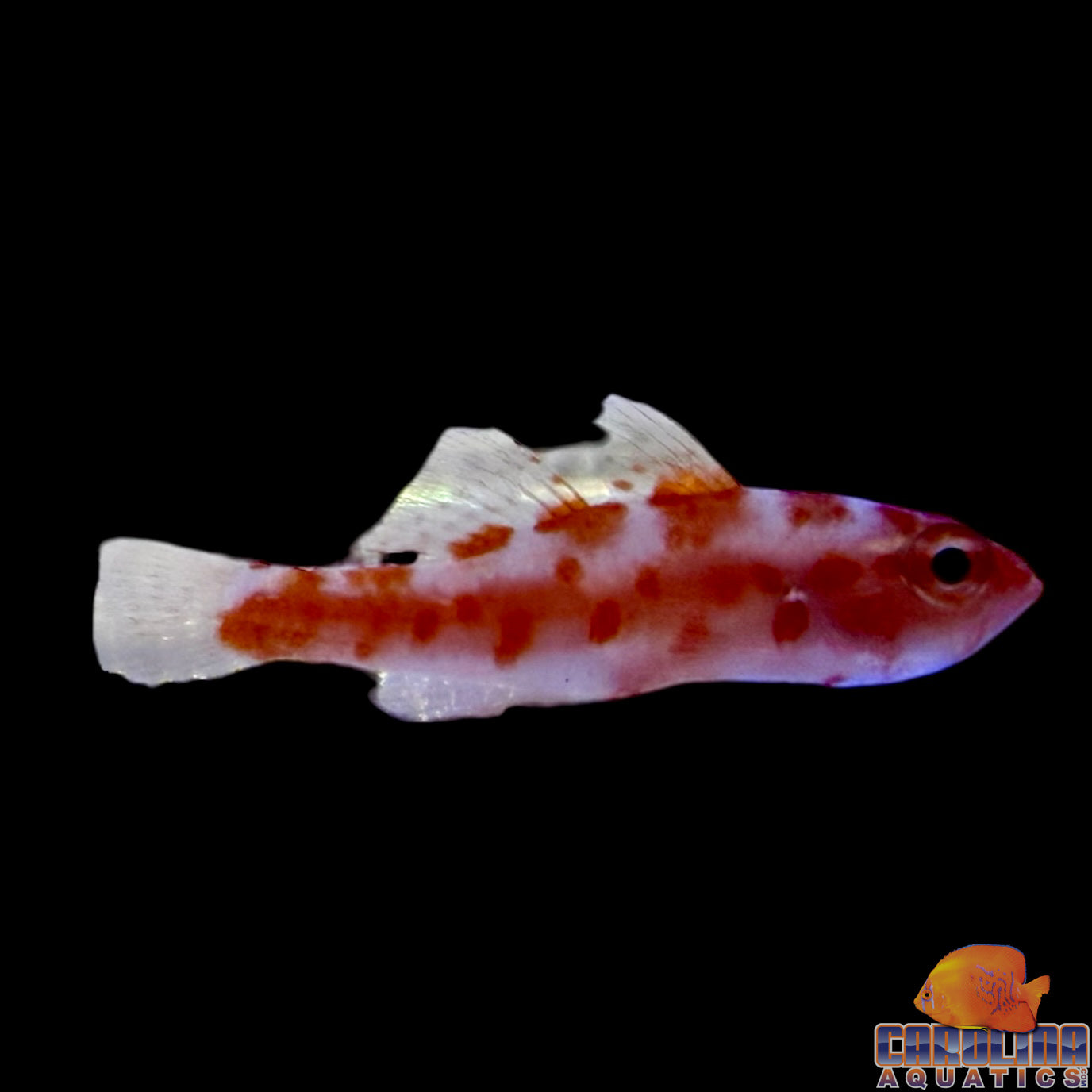 Goby - Red Spotted Pygmy