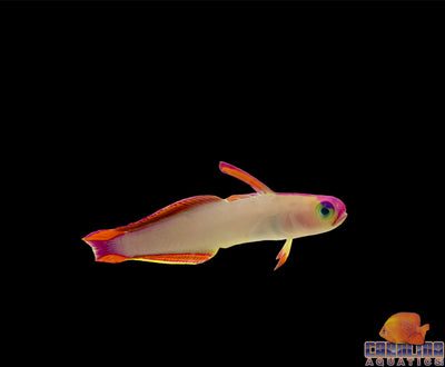 Goby - Firefish Purple