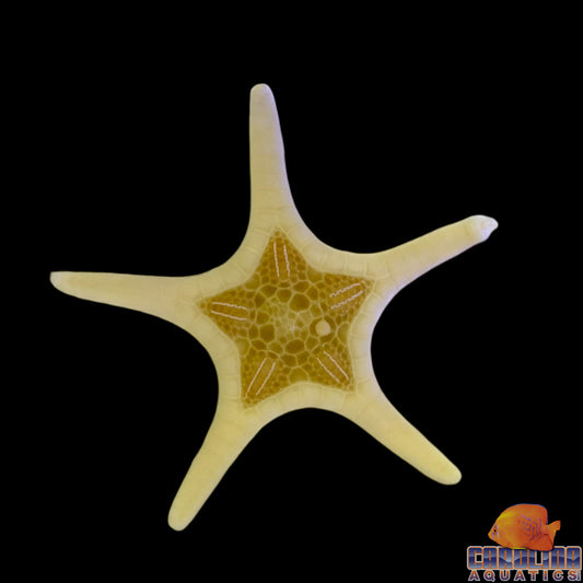 Starfish - Double