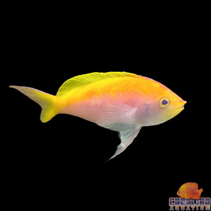 Anthias - Bartletts