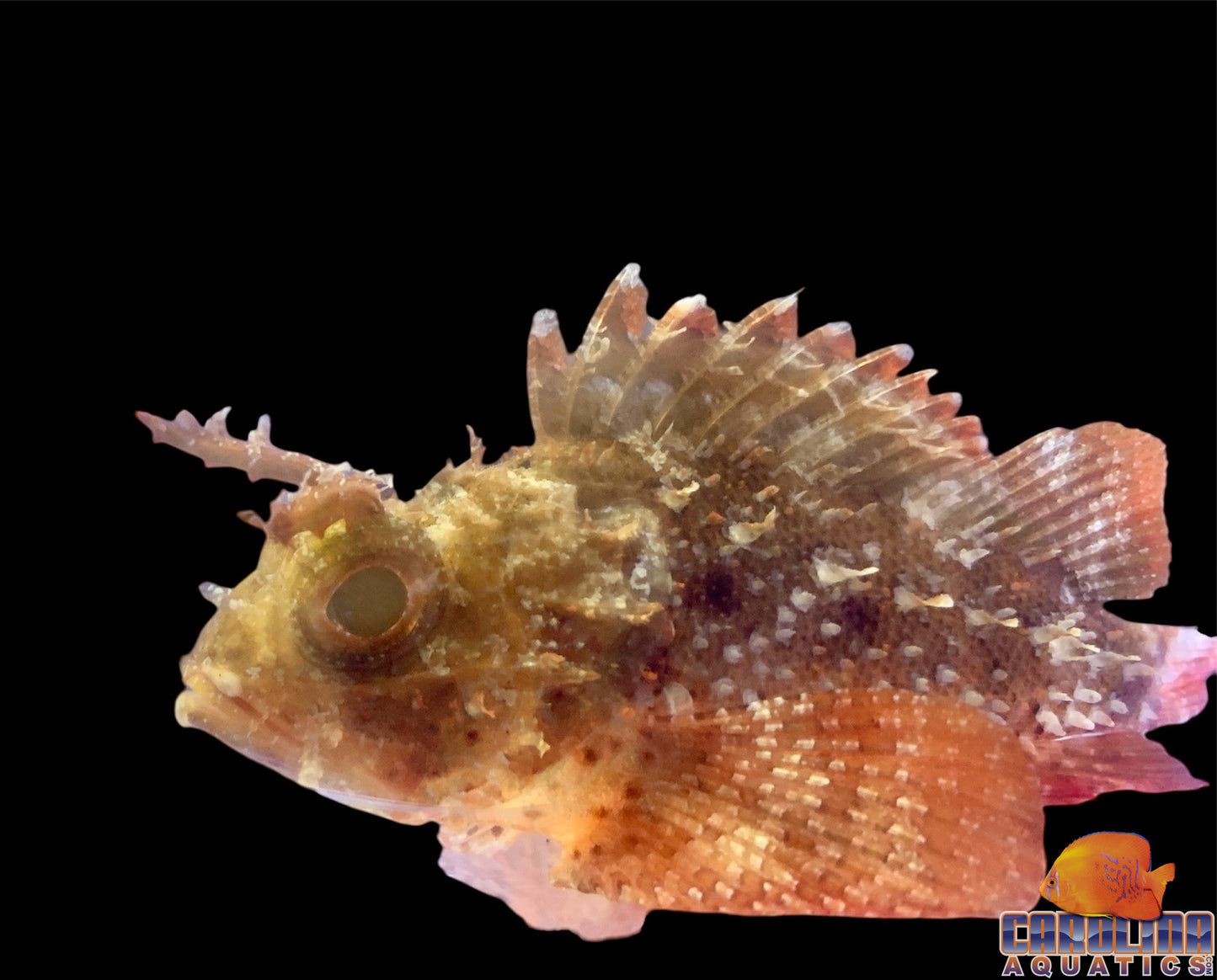 Scorpionfish - Plumed