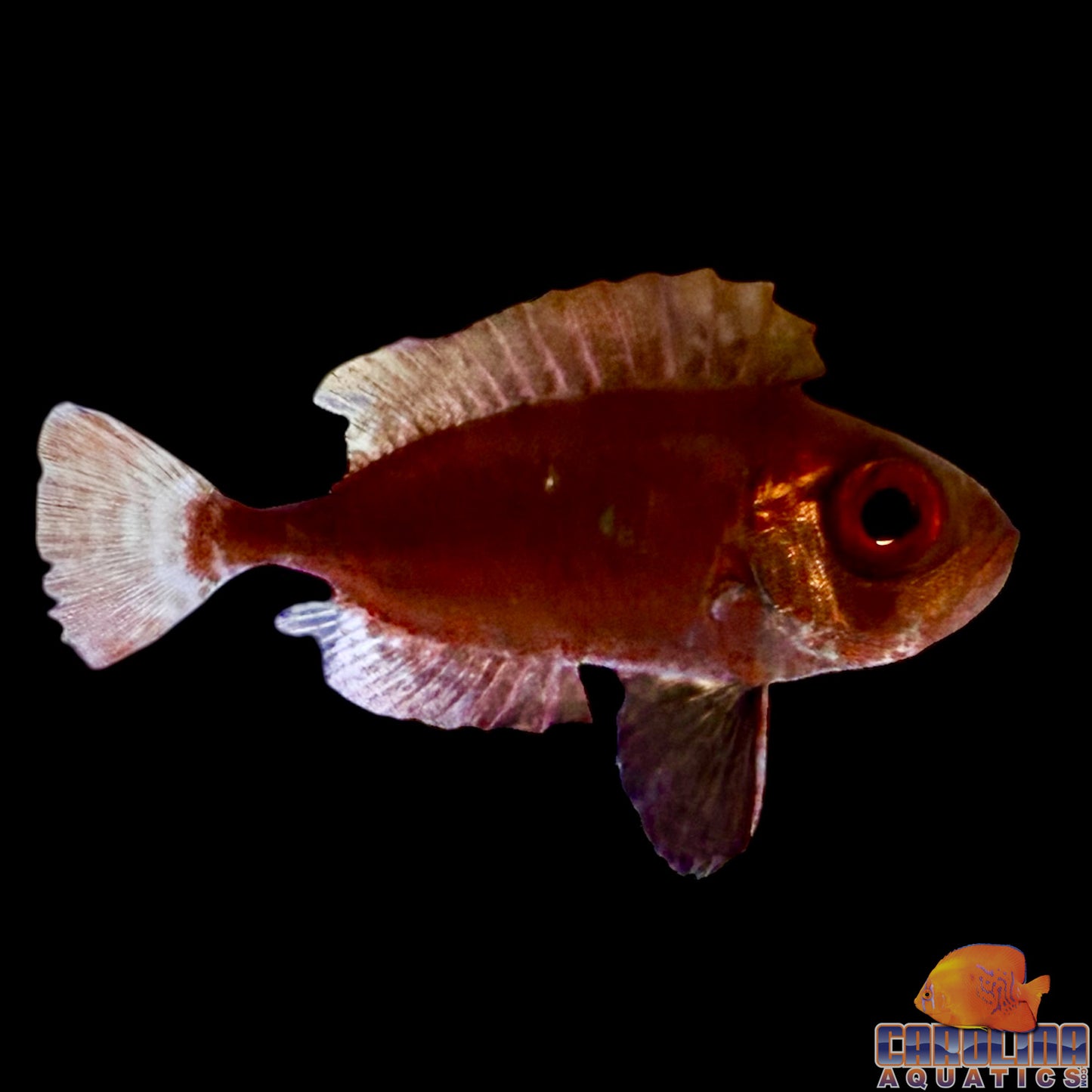 Snapper - Glasseye Sm