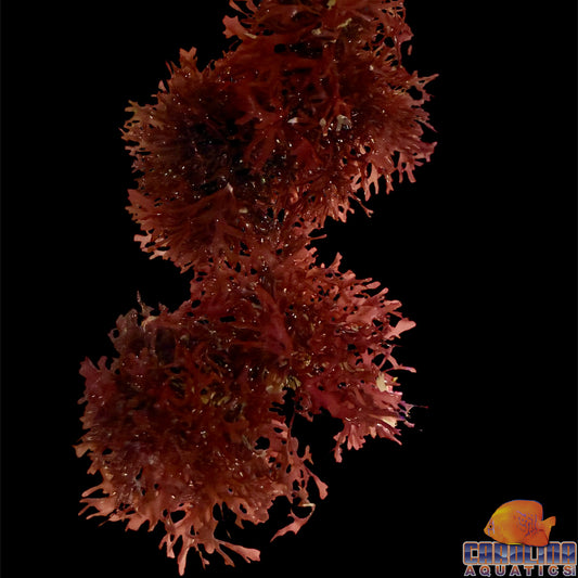 Algae - Pom Pom (Gracilaria Hayi)