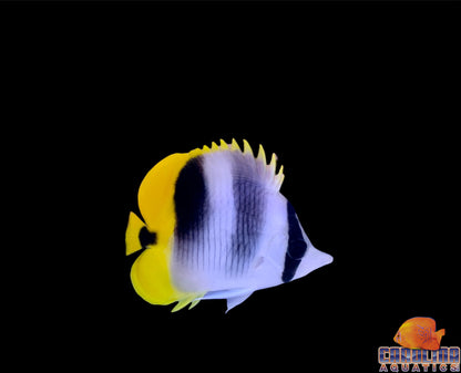 Butterfly - Double Saddle