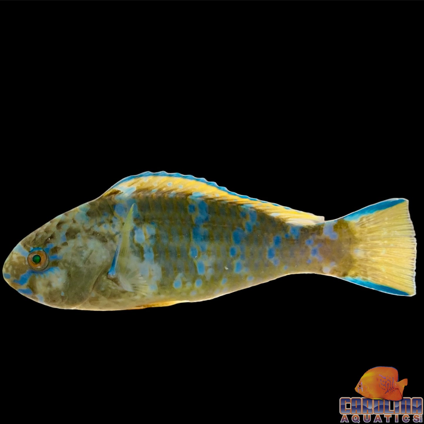 Parrotfish - Blue-Barred Lg