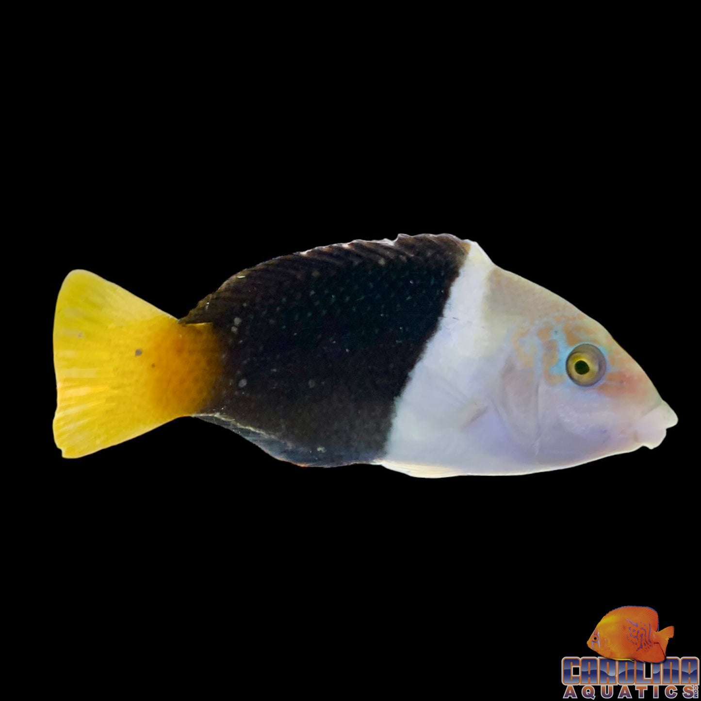Wrasse - Half & Half