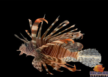 Lionfish - Volitan Md/Lg